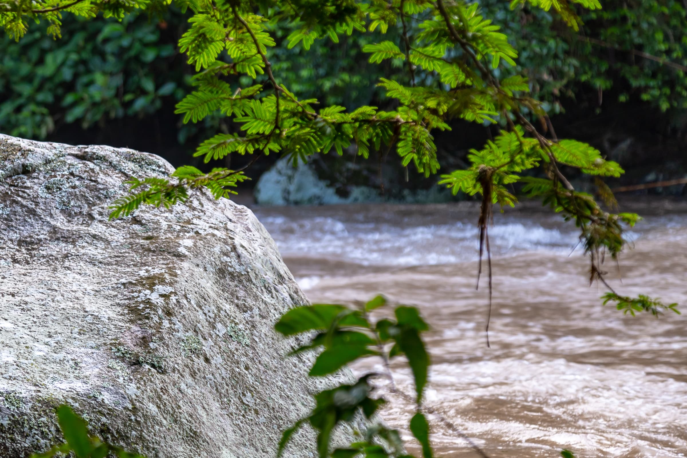 Cultural or food context in Chocó Andino, Ecuador during a slower nature stop