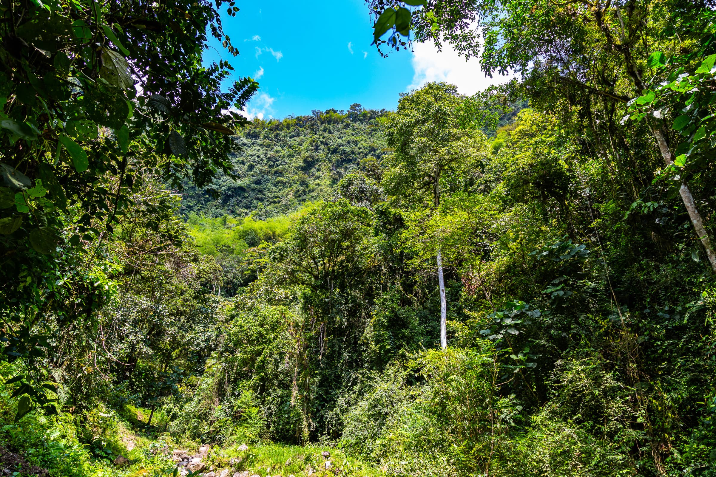 Detail from Chocó Andino, Ecuador with birding or waterfall context