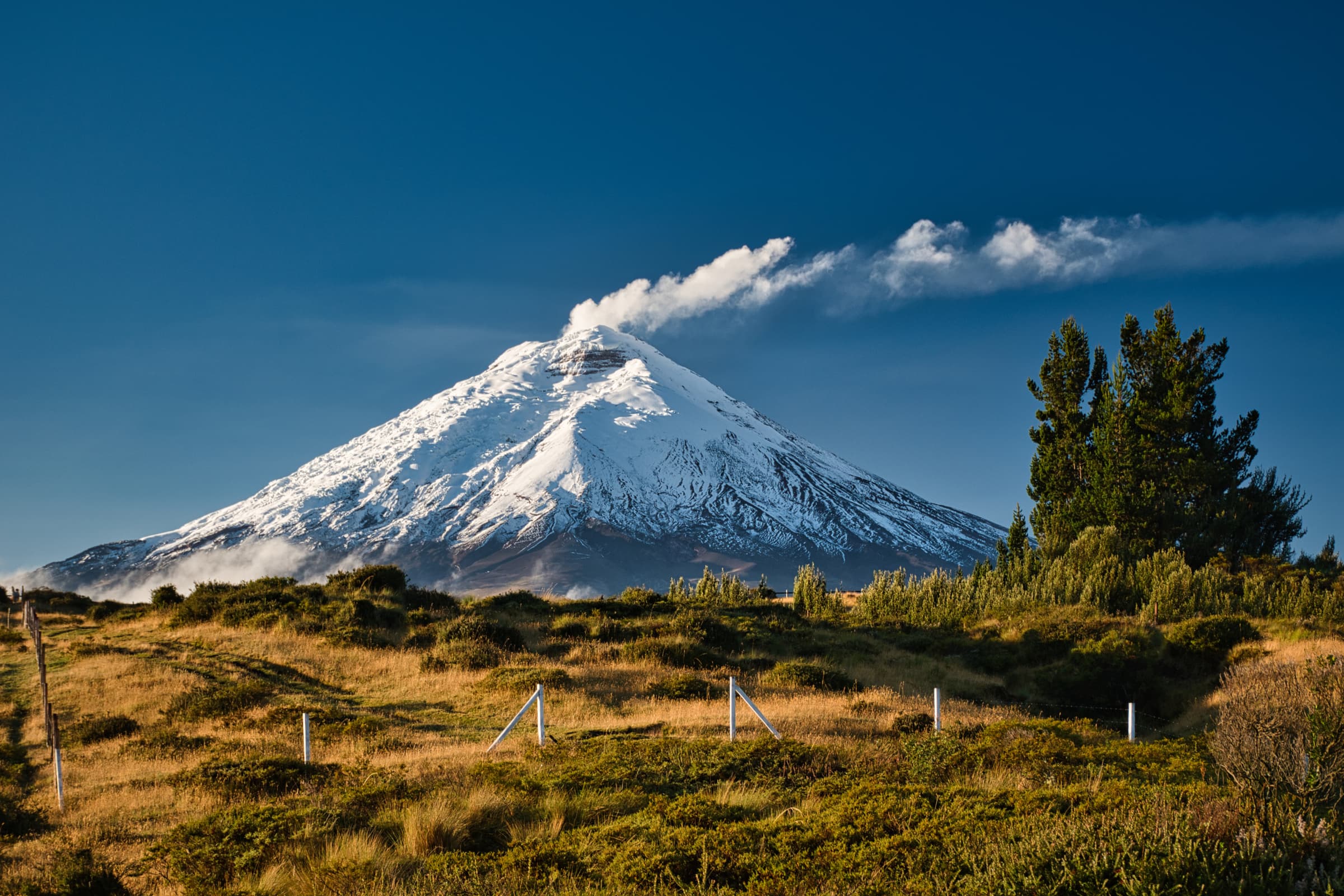 Detail of open nature and outdoor rhythm in Cotopaxi, Ecuador