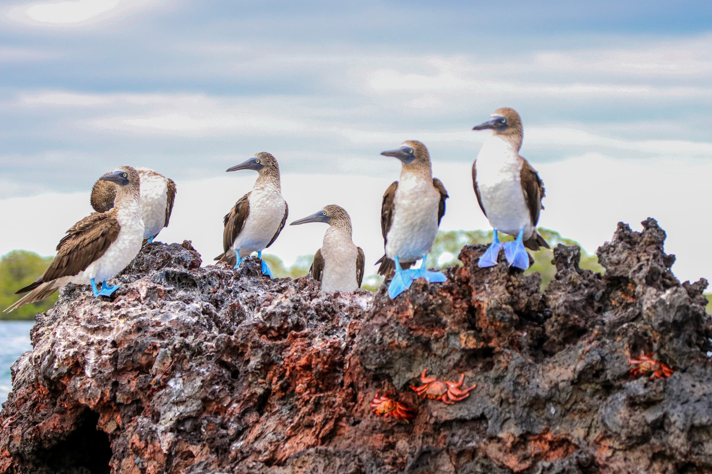 Isabela Island highlight 3