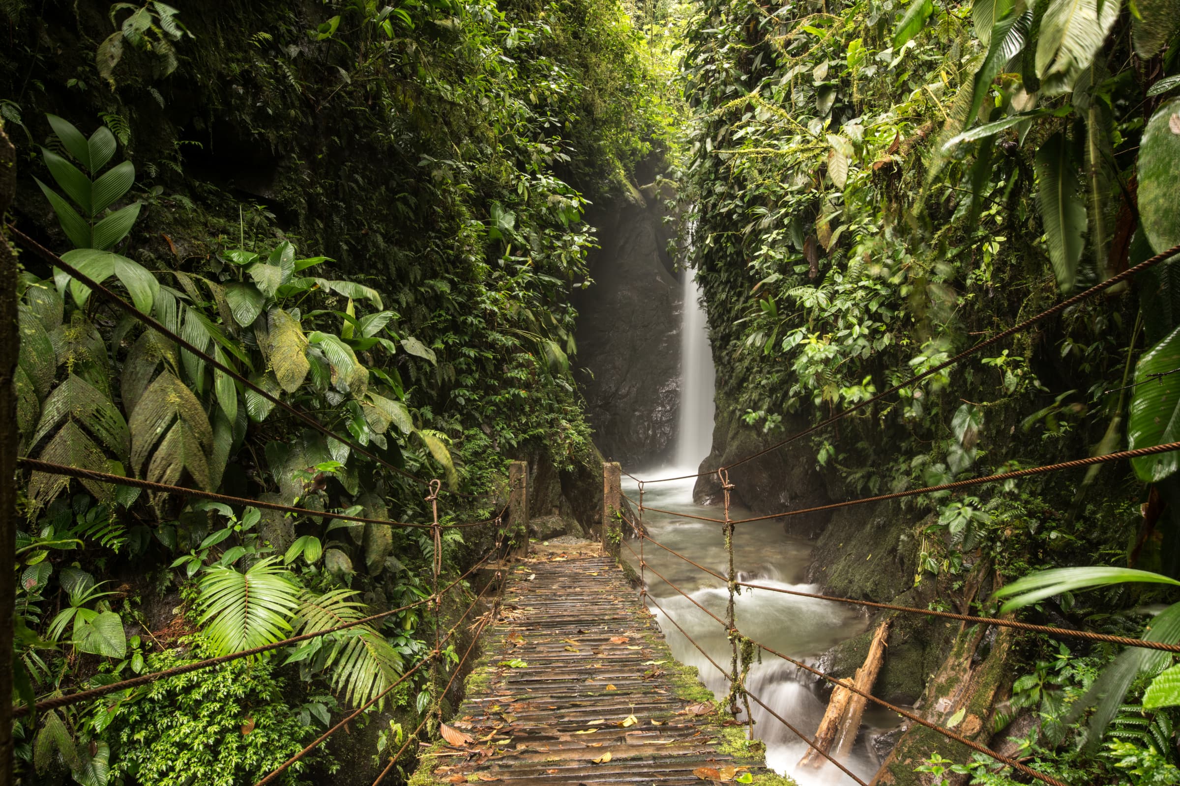 Birding atmosphere in Mindo, Ecuador