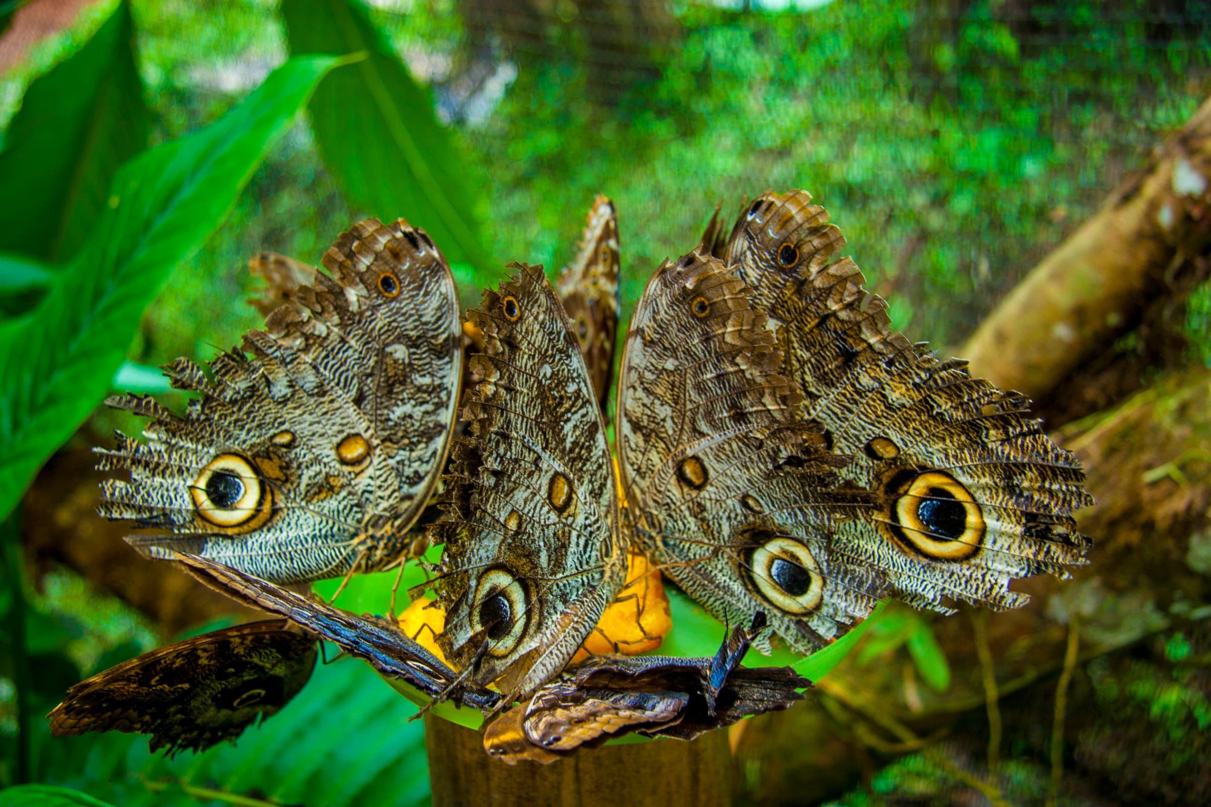 Nature stay feeling in Mindo, Ecuador