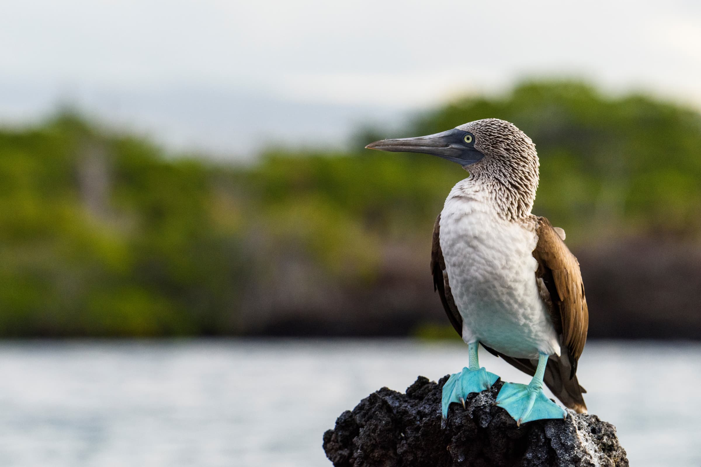 Santa Cruz Island highlight 2