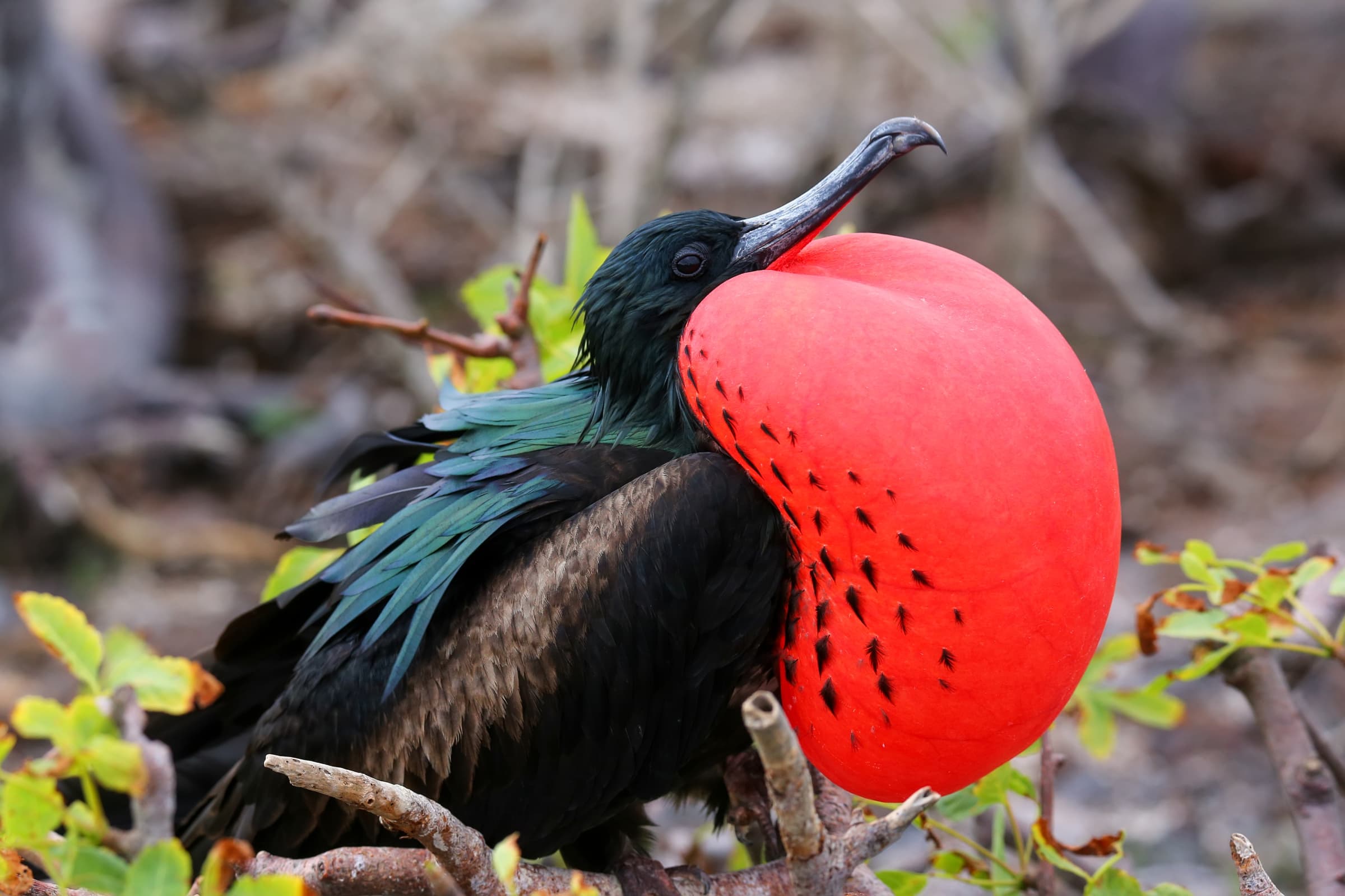 Wildlife gallery image 1