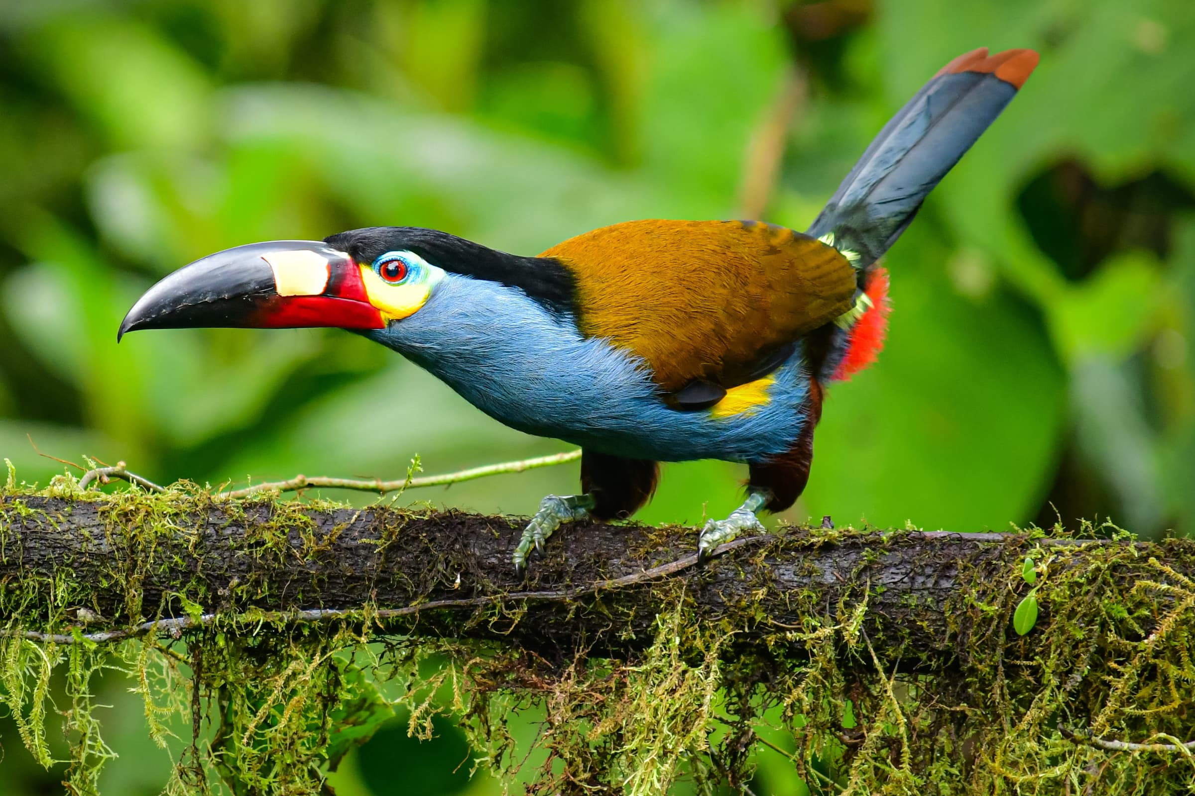 Wildlife gallery image 3