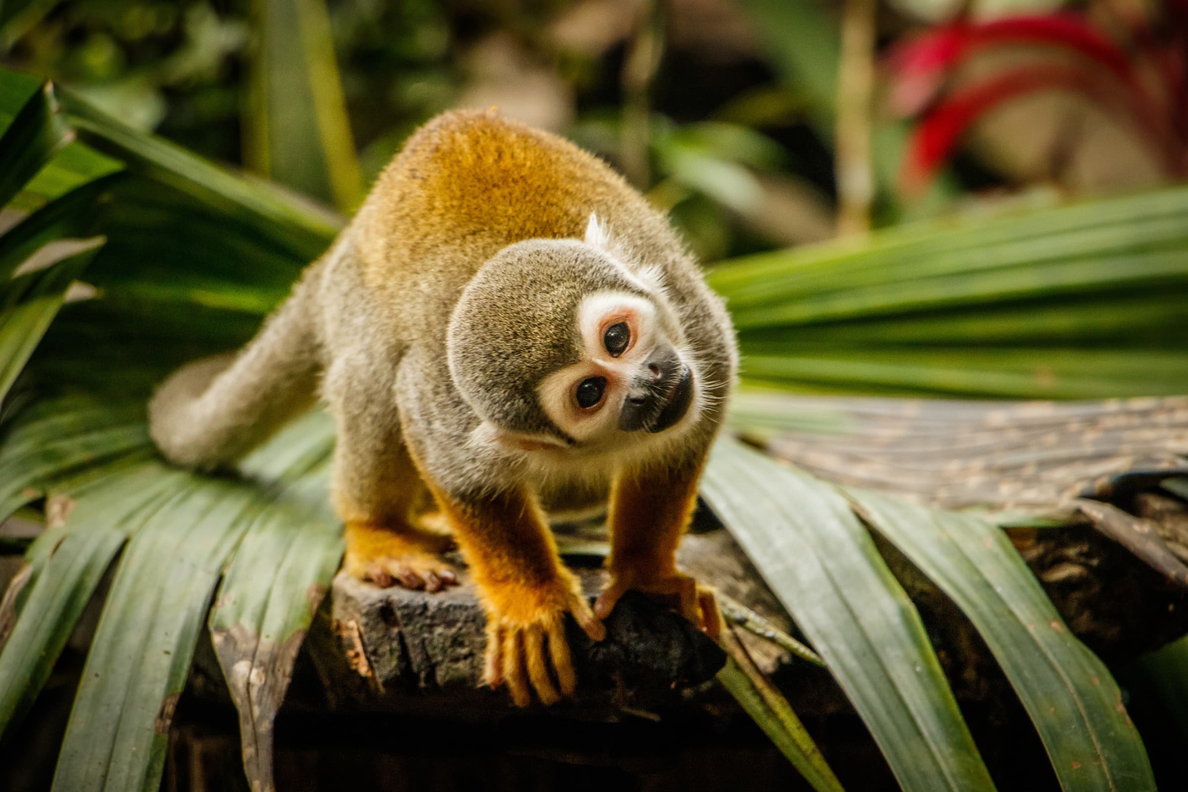 Wildlife gallery image 5