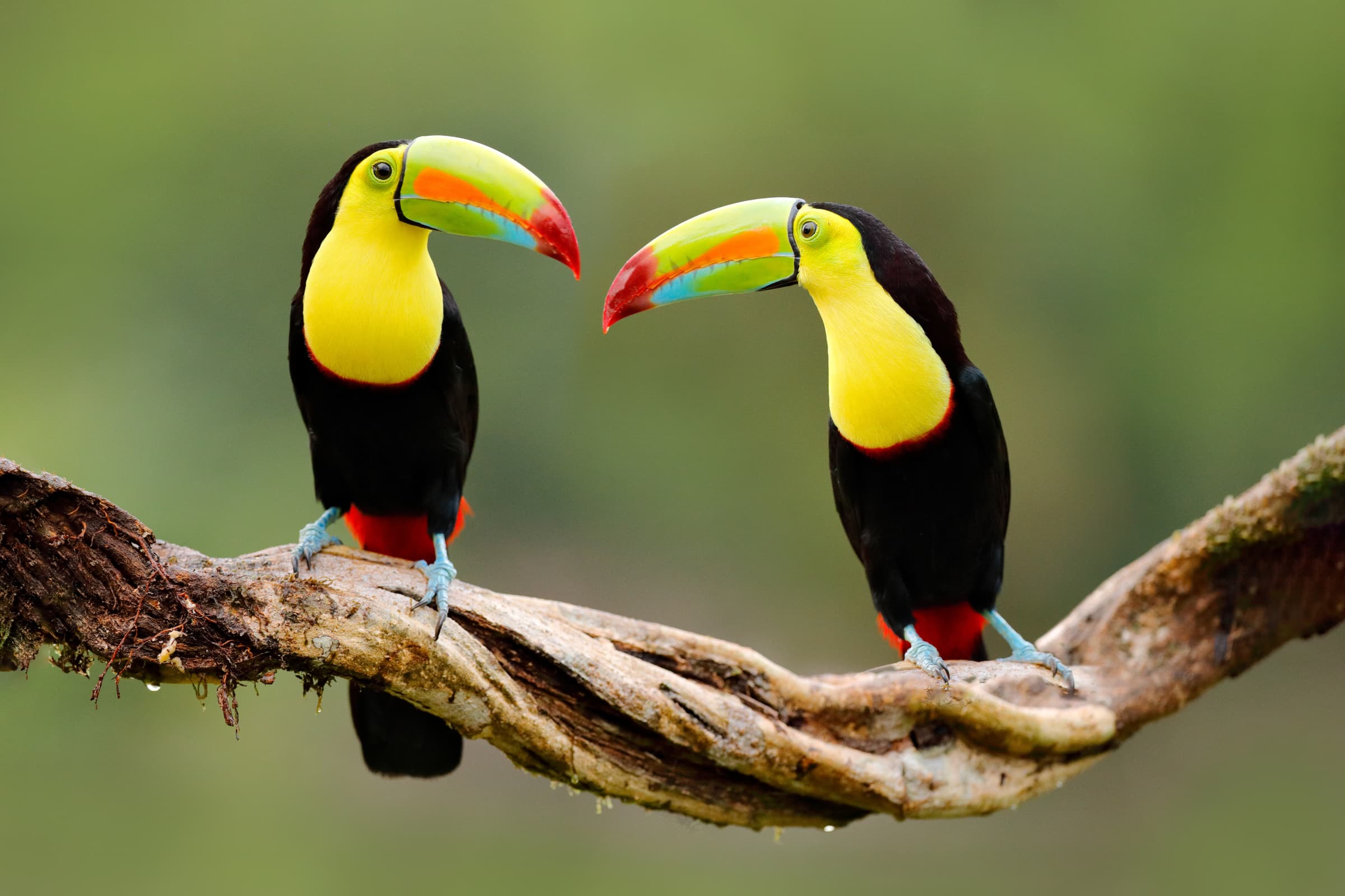 Wildlife gallery image 8