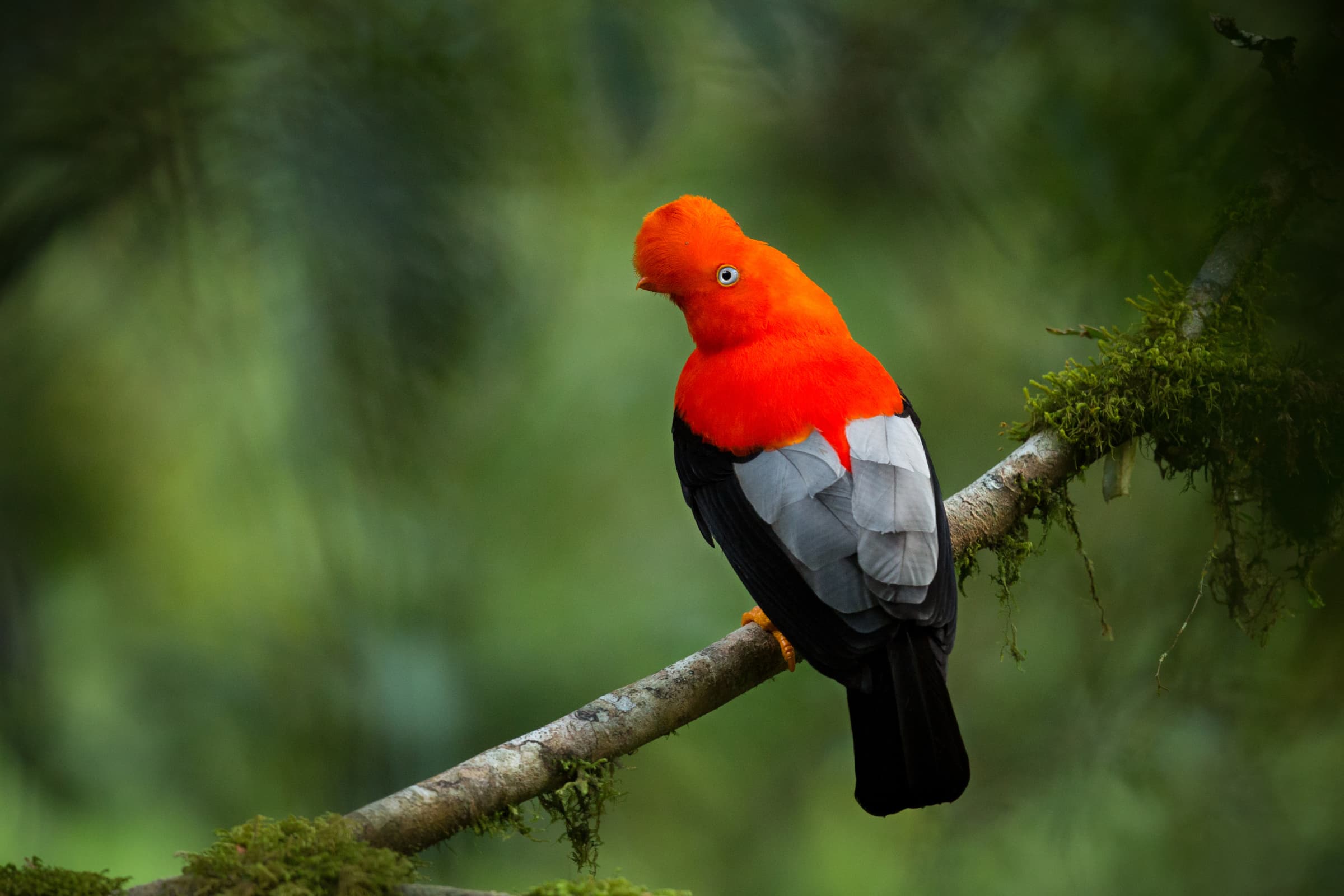 Wildlife gallery image 9