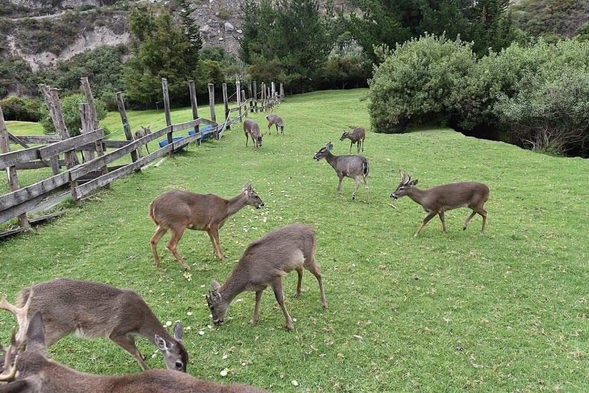 Deer at La Casa del Venado near Cayambe, Ecuador