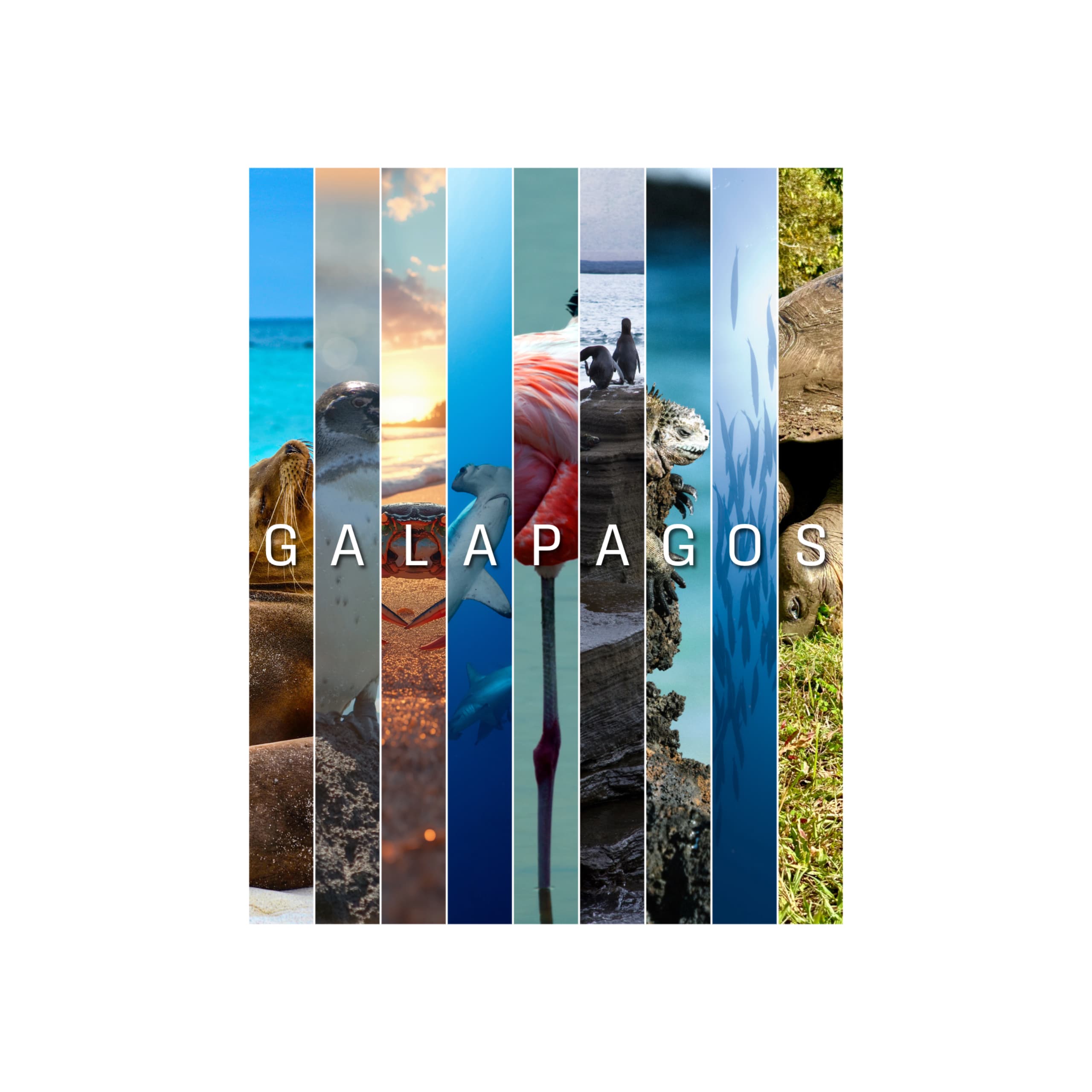 Partner listing preview: image carousel and navigation