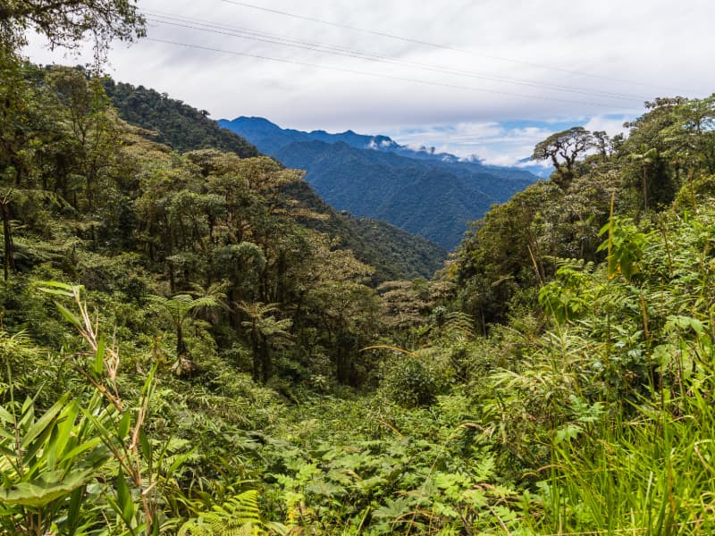 Cloud forest landscape in Mindo, Ecuador