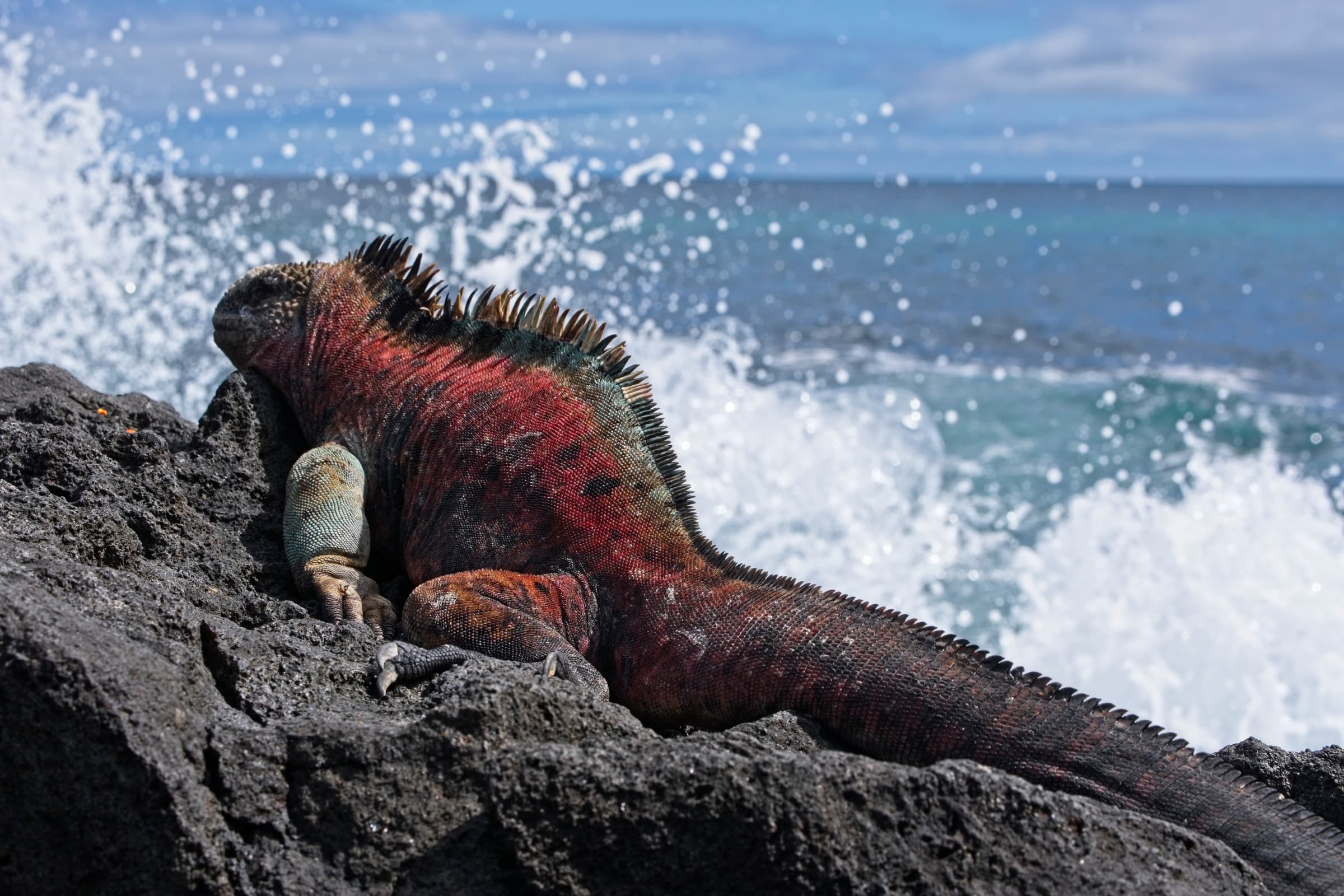 Floreana Island highlight 2
